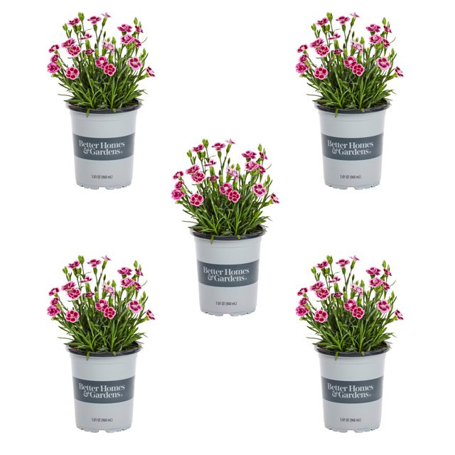 Better Homes & Gardens 1QT Pink Kisses Dianthus Perennial Live Plants (5 Pack) with Grower Pot | Walmart (US)