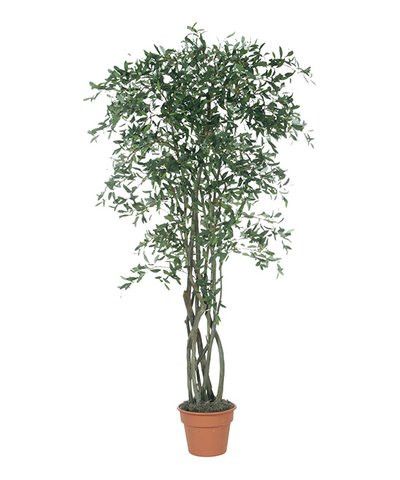 84'' Olive Tree Topiary | Zulily