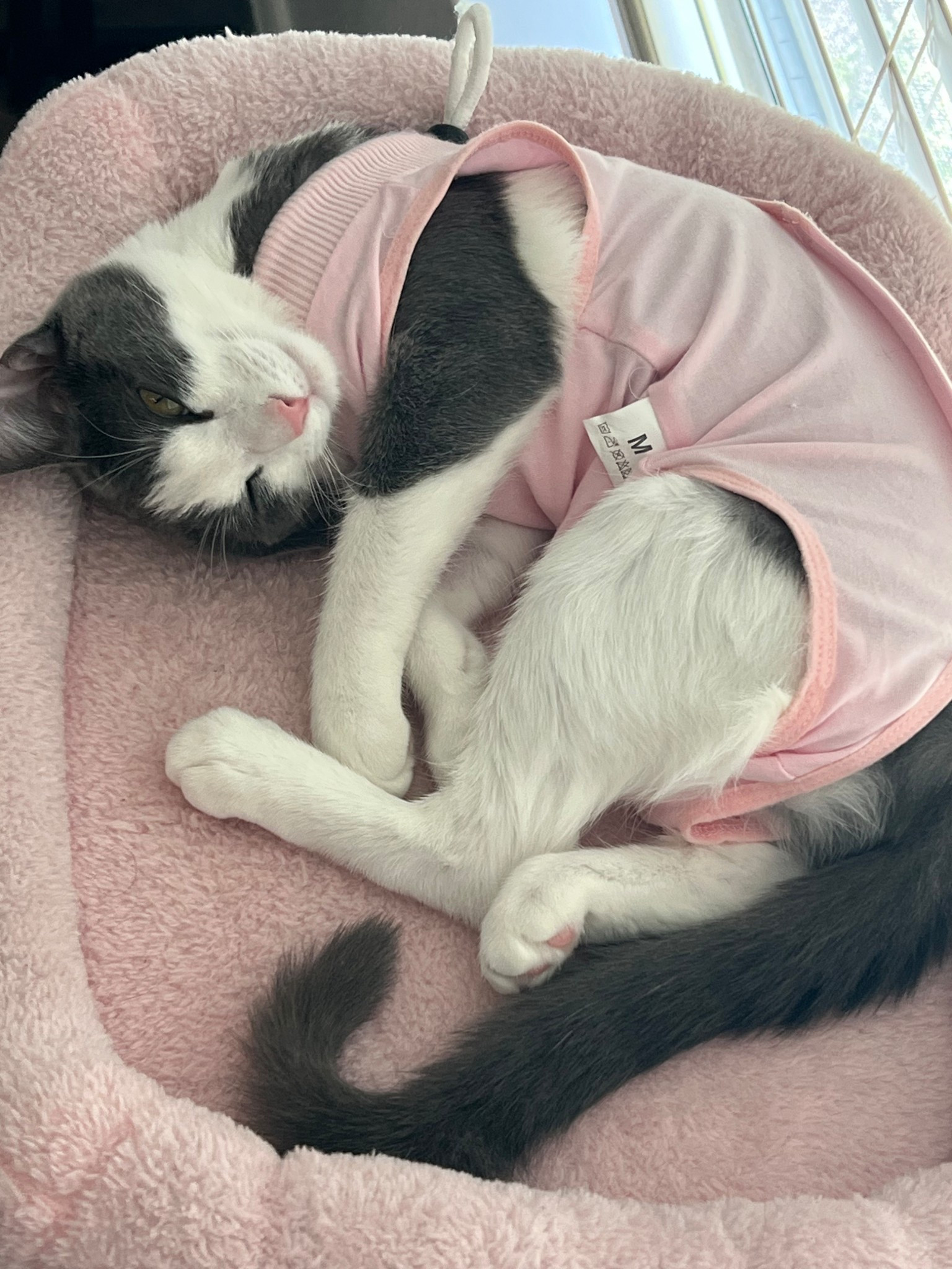 Essentials for my fur baby

#LTKU #LTKPets #LTKFamily