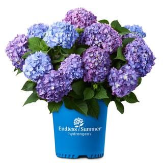 Endless Summer 2 Gal. Bloom Struck Hydrangea Plant with Pink and Purple Flowers-14748 - The Home ... | The Home Depot