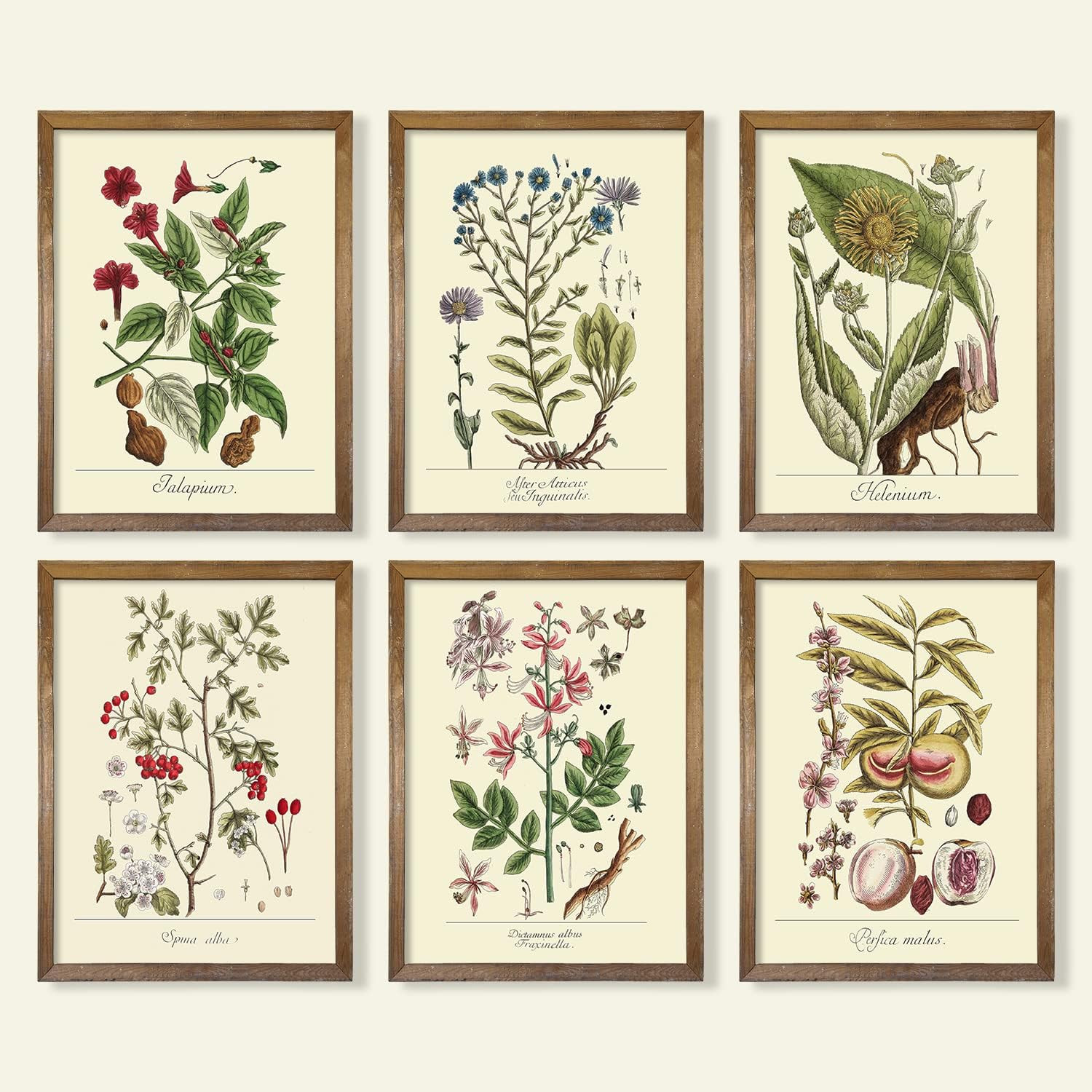 YUMKNOW Farmhouse Vintage Botanical Wall Decor - Unframed Set of 6, 8x10, Boho Cottagecore Plant ... | Amazon (US)