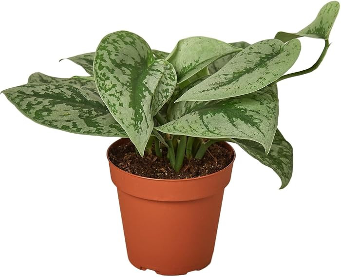 Pothos Silver Splash Live Indoor Plant, Scindapsus Pictus Exotica, Silver Variegated Pothos, Easy Care Trailing Houseplant, 4" Pot | Amazon (US)