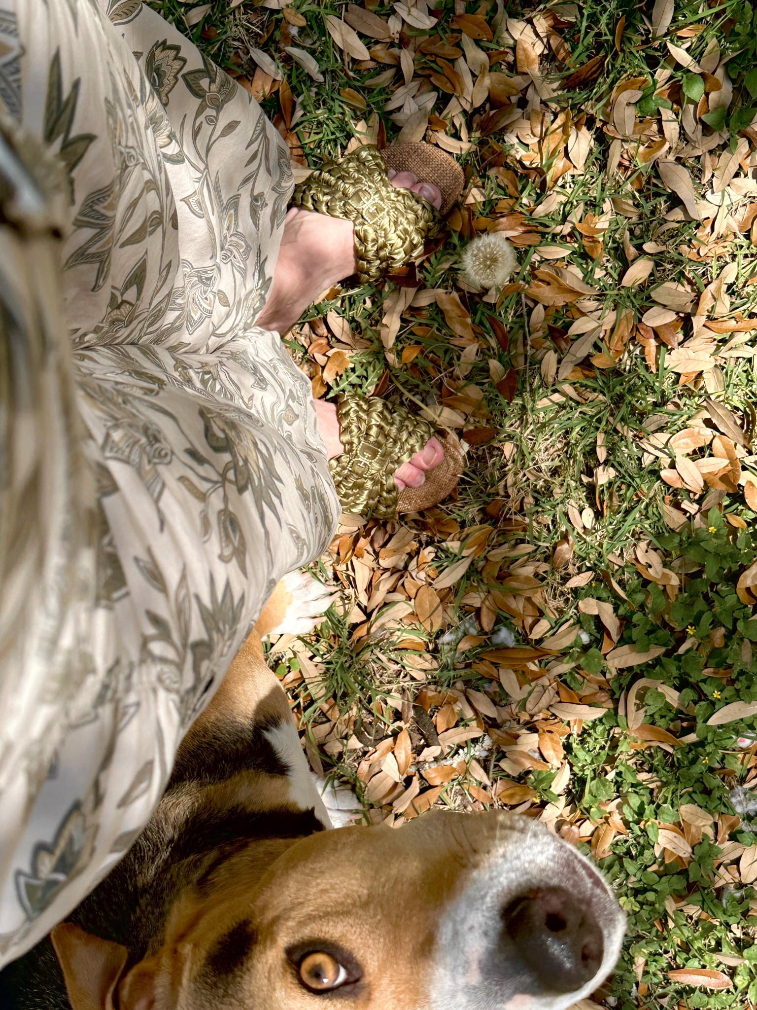 Beautiful weather. Dogs. Comfy, printed #pants and #SamEdelman #sandals. It must be spring. #printedpants #floralprints 

#LTKootd #LTKSeasonal