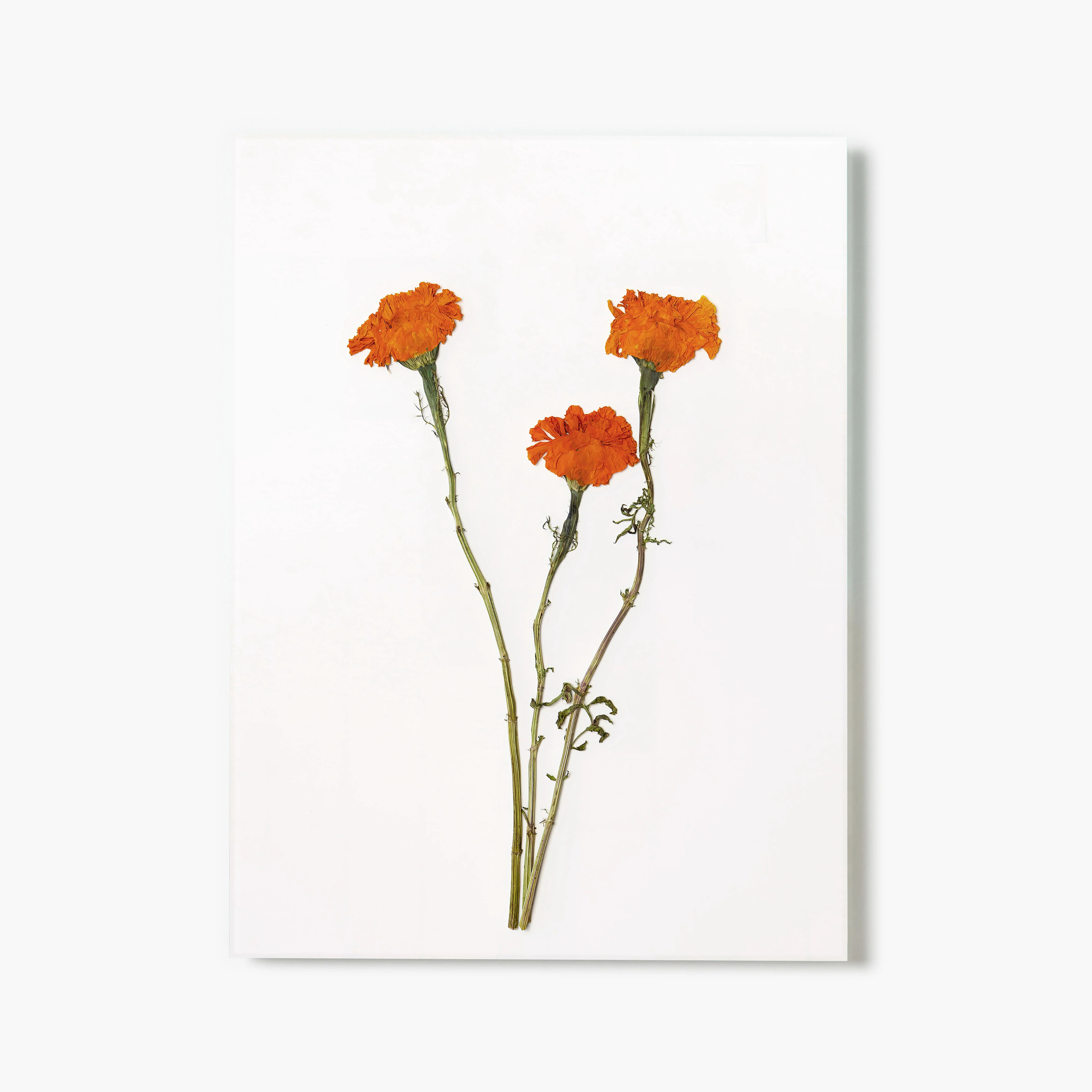 October Marigold Pressed Floral Print | Fracture
