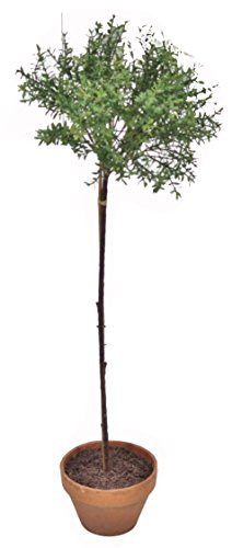 Gold Eagle USA PO76752N.GR 43" Artificial green Rosemary W/Round Topiary Pot | Amazon (US)