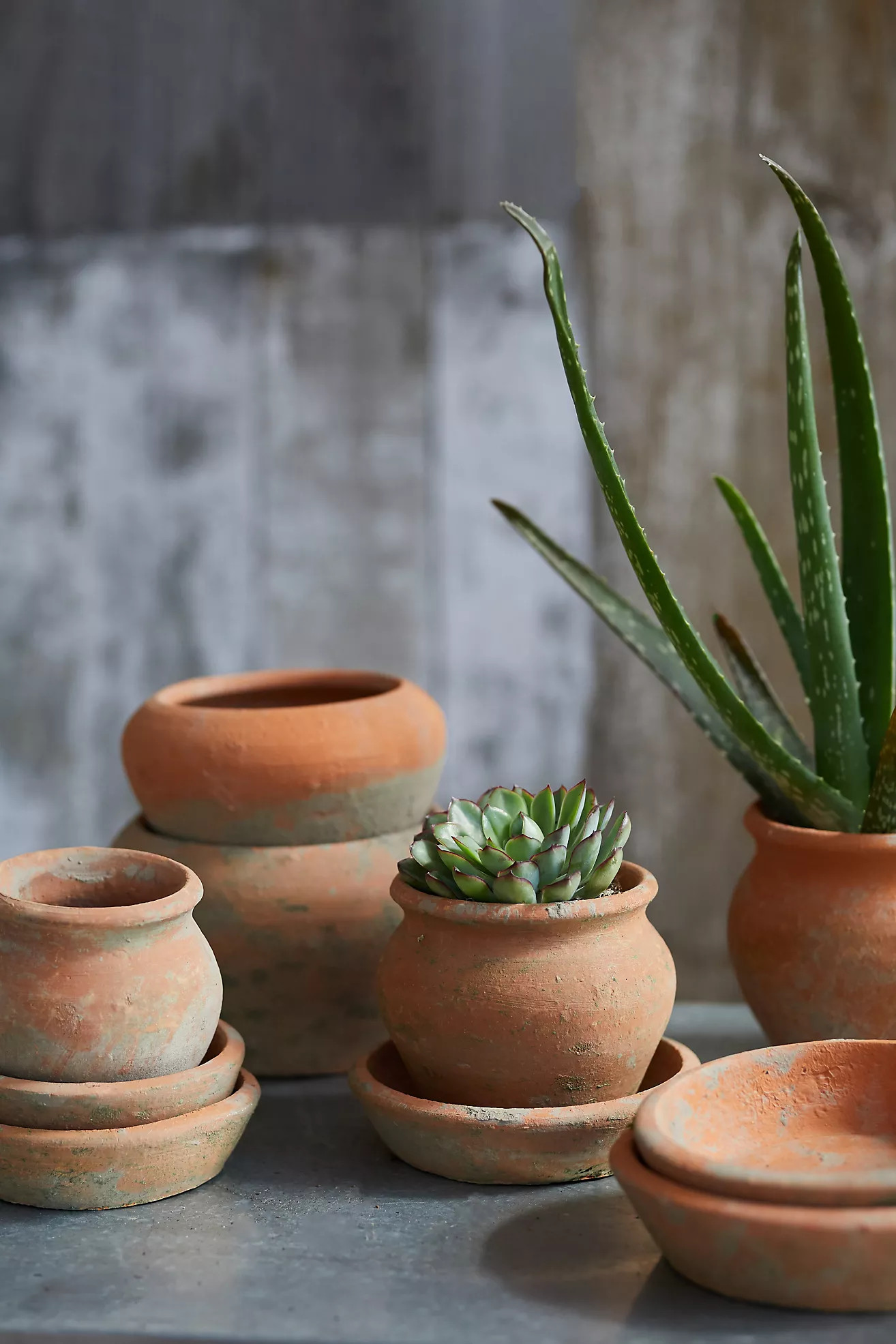 Earth Fired Clay Natural Curve Pots + Saucers, Set of 3 Sizes | Anthropologie (US)