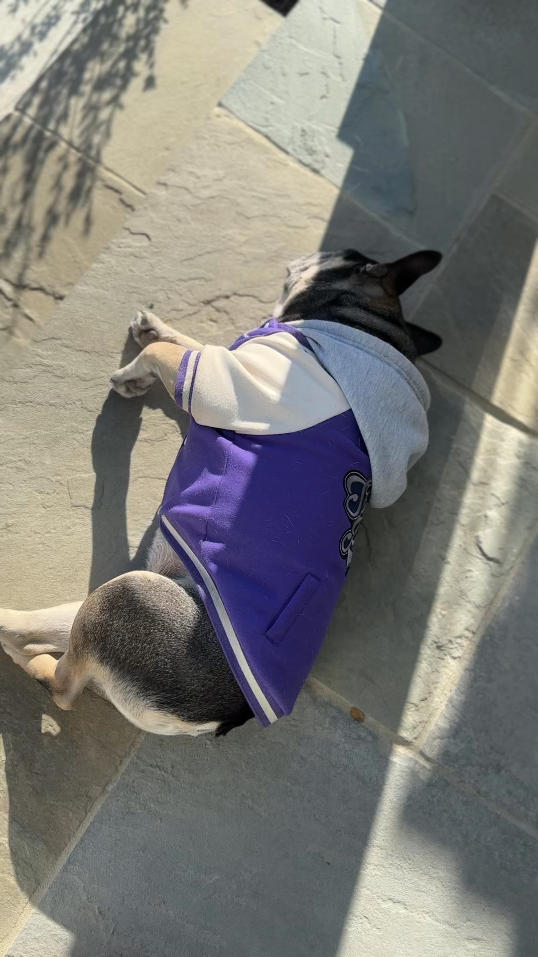 Two things you need to know about Deuce:

1. He WILL find the sun to sunbathe ☀️
2. He goes nowhere without a hoodie 😎

This little varsity jacket from Amazon is his current obsession 🐶 It actually fits his wide neck without being too long in the back (frenchie moms, you get it 😩👏🏽)

Super cozy, great quality, and easily one of the cutest dog outfits I’ve ever put him in 🤍 Linking this dog varsity jacket, frenchie clothes, and pet outfits on my LTK

#dogstyle #frenchie #dogoutfit #petstyle #amazonfinds #dogmom #ltkpet #cozyfits