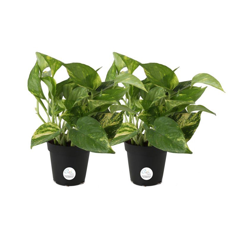 Costa Farms Live Indoor 8in. Tall Grower's Choice Pothos; Indirect Light Plant in 4in. Grower Pot... | Walmart (US)