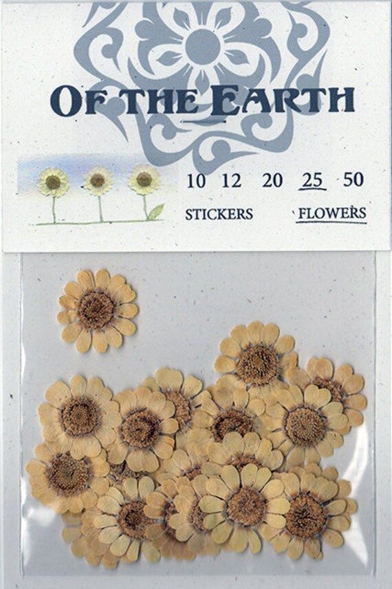 Multicaule Pressed Flowers - pack of 25 - 3/4 inch diameter | Etsy (US)