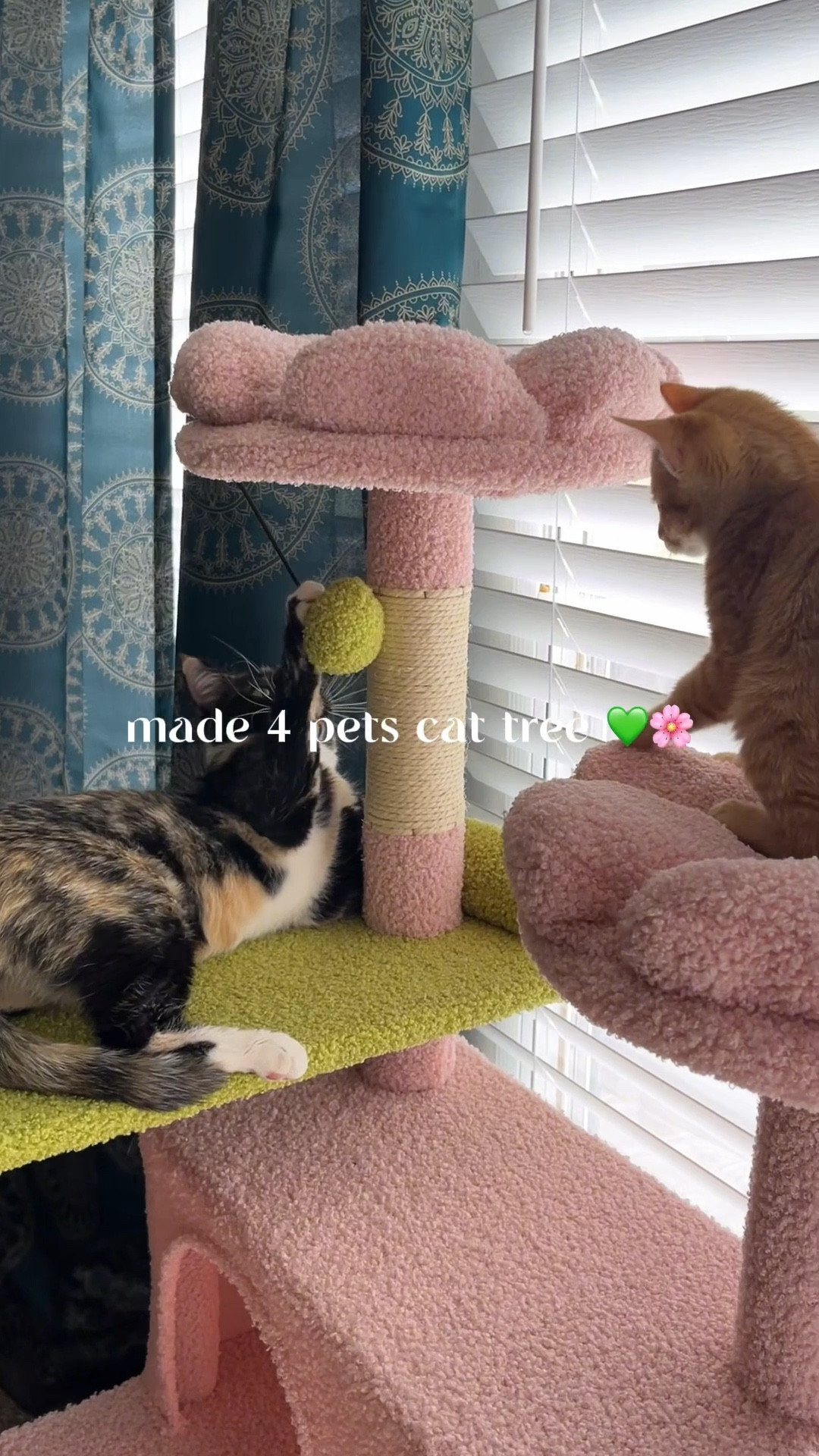 indoor kitty approved 🩷🐈 
#catmom #ltkpets #catlover

#LTKPets #LTKFindsUnder100 #LTKHome