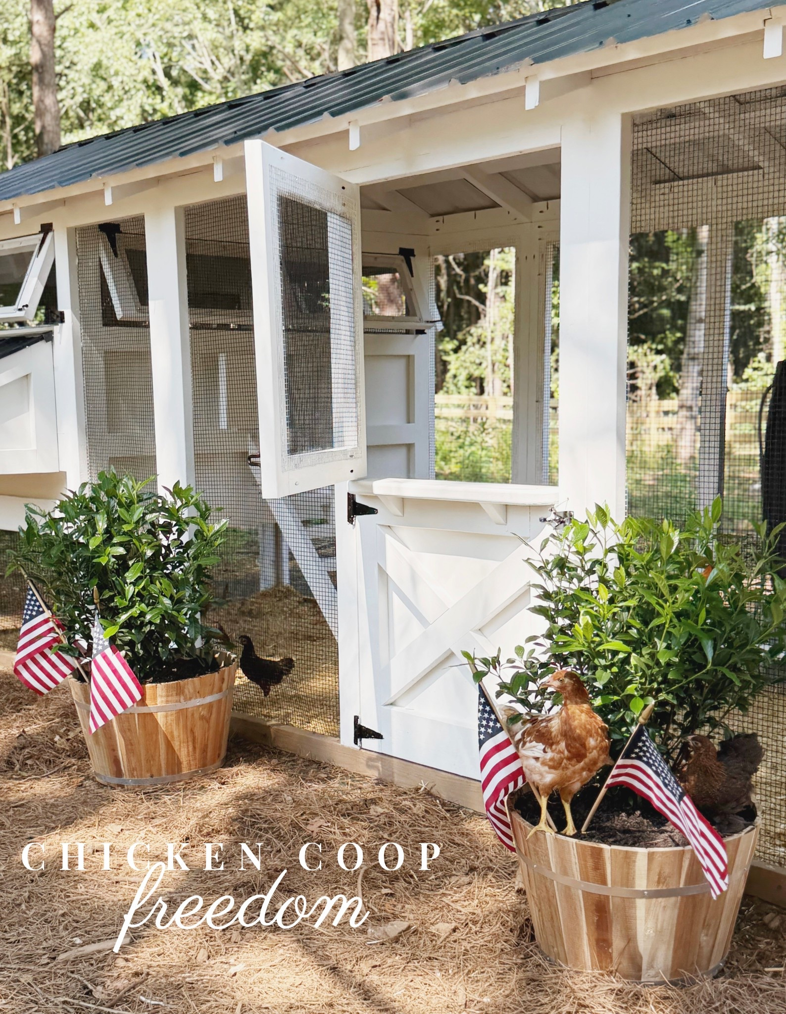 Happy 4th of July—our chickens just moved into their forever home 🐔🤍
This is the American Coop from Carolina Coops, and we built it start to finish—painted it ourselves, added a predator apron for safety, and we’re using their hemp bedding with the deep litter method (just one big clean a year 🙌🏻).
The girls are loving their new space, and we’re loving how cute and functional it turned out!

#LTKHome #LTKFarmhouse #CarolinaCoops #AmericanCoop #ChickenCoopInspo #PorcheAndCo #ChickenKeepingMadeSimple #ModernFarmhouseStyle #DeepLitterMethod #HempBedding #4thofJulyVibes

#LTKFamily #LTKHome #LTKSeasonal