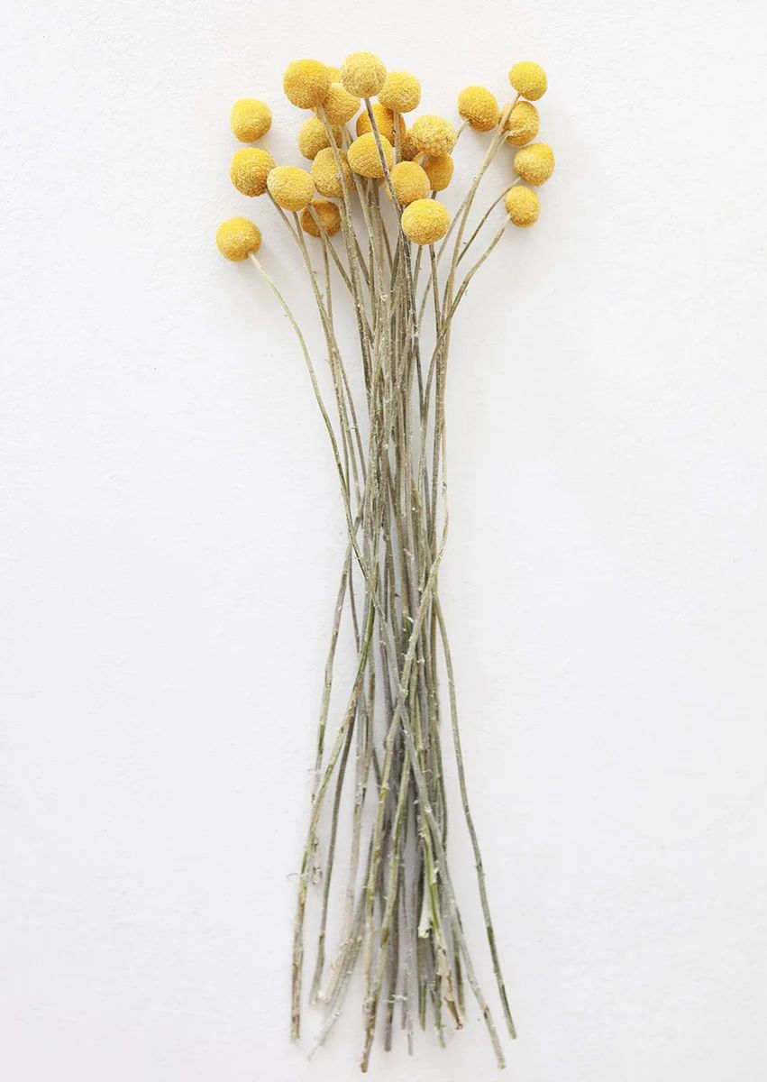 Bundle of 25 Dried Craspedia Billy Buttons - 18-26" | Afloral (US)