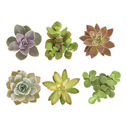 Shop Succulents Assorted Succulent Plant Pack Collection - Live Mini Succulent Plants, Low Maintenance, Mixture of Colors & Textures - Wedding and Party Favors, Gift & Garden, Pack of 6 | Amazon (US)