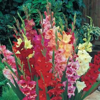 Van Bourgondien Glamini Gladiolus Mixed Bulbs (25-Pack)-89685 - The Home Depot | The Home Depot