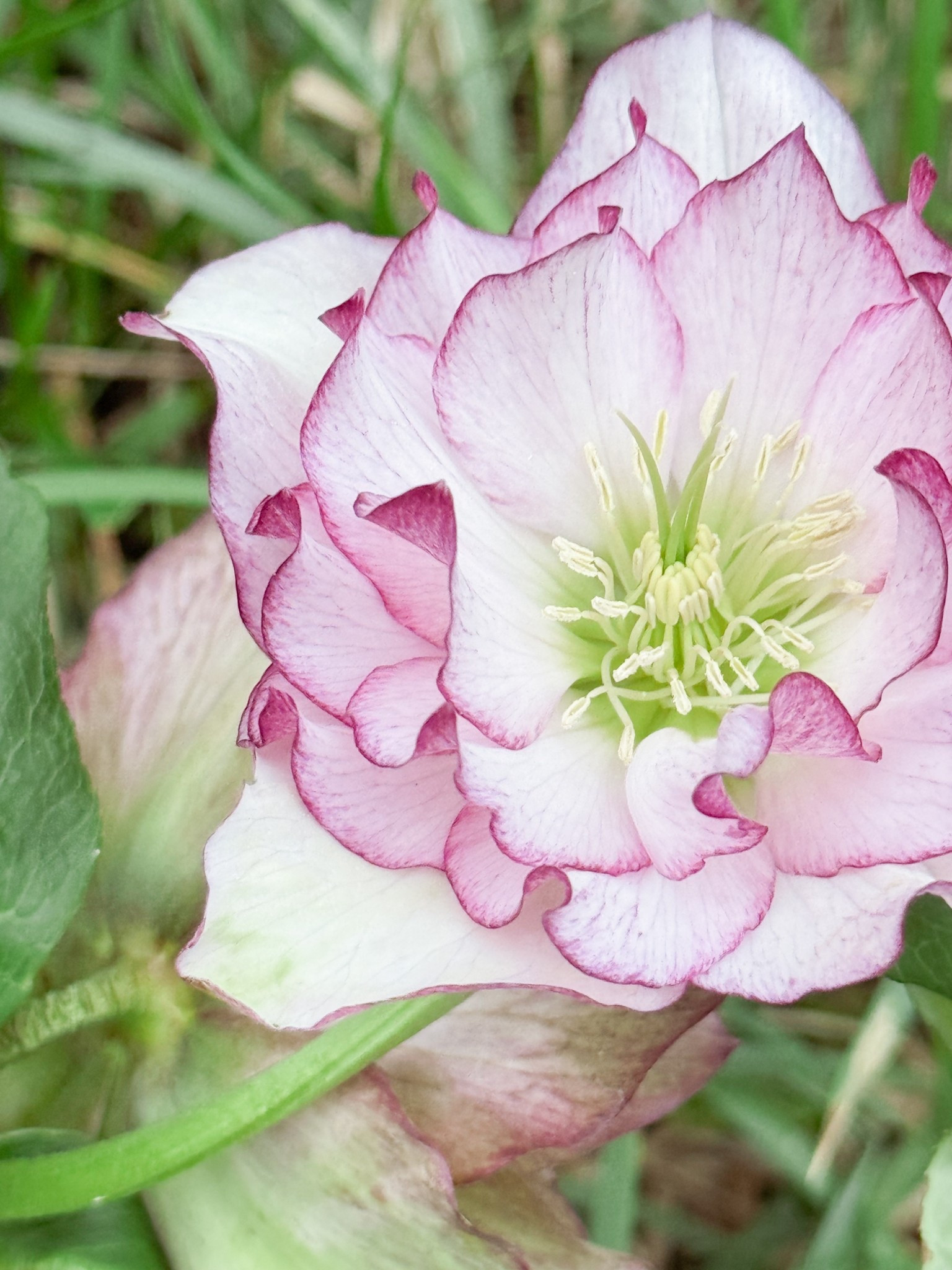 Can’t get enough of my helleborus!  trends

#LTKspring #LTKSpringSale #LTKspringtrends