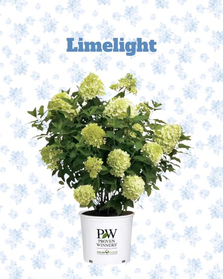 Hardy hydrangea varieties to plant this spring, New England style, New England Living, coastal living, coastal granddaughter, coastal New England, classic New England, proven winners 

#LTKSeasonal #LTKhome #LTKsalealert