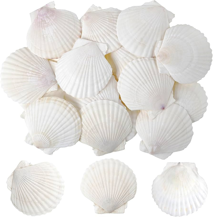 Scallop Shells White Natural Seashell 25 PCS for DIY Craft Mermaid Beach Wedding Home Decoration(... | Amazon (US)