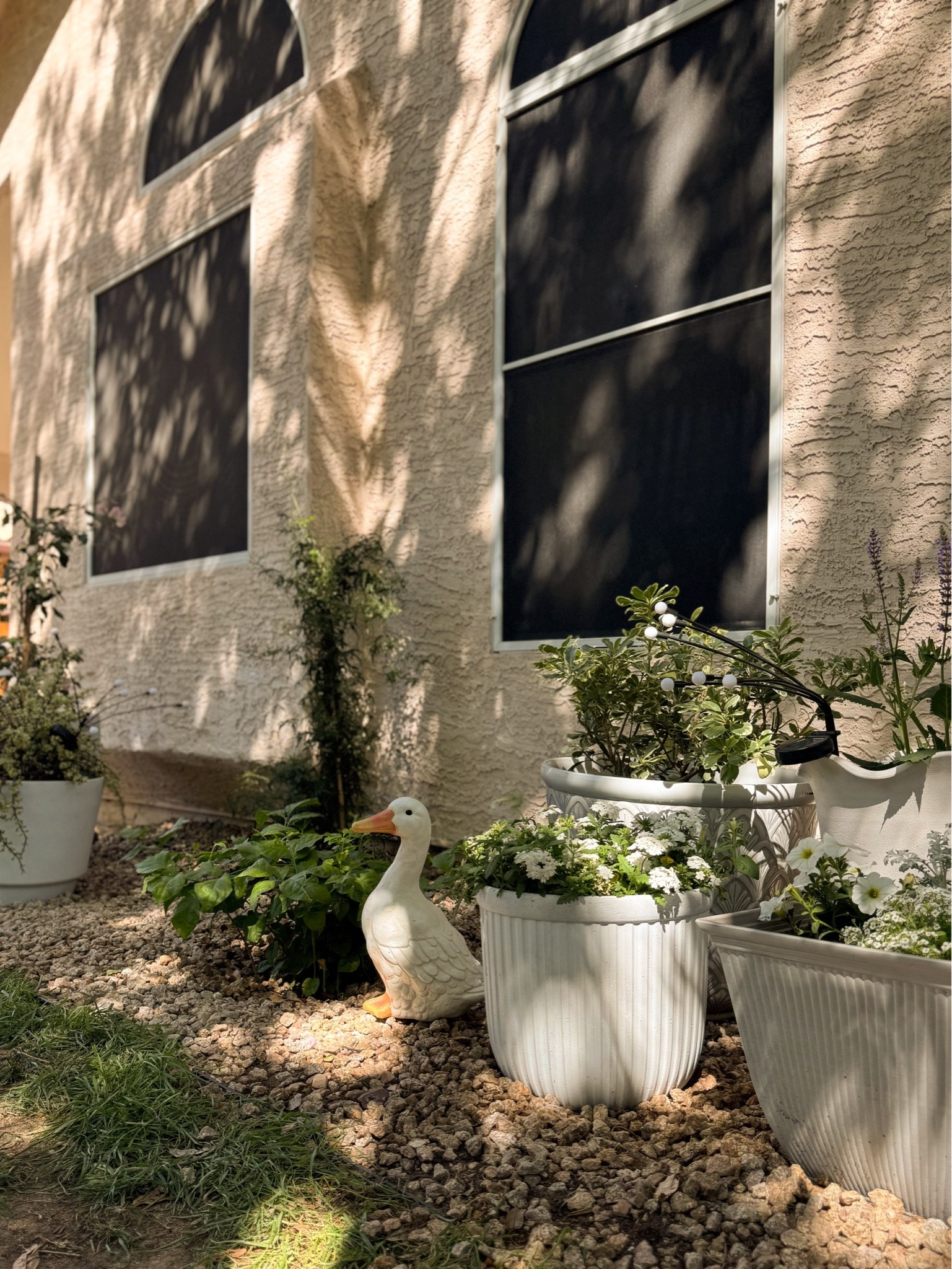 our little side yard garden🪿 we wanted to keep this garden effortless yet chic featuring lush green plants, small white flowers and white stone look planters. just planted a red climbing rose on the right hand side!

#LTKHome #LTKSaleAlert