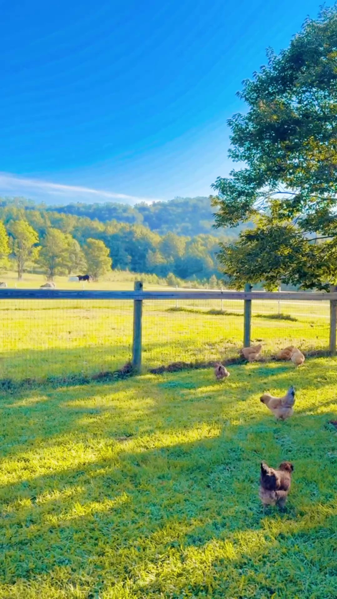 Will never get over that this (!!) is my daily backyard morning view!! 🥲🫏🐓🐴 #dreamsdocometrue