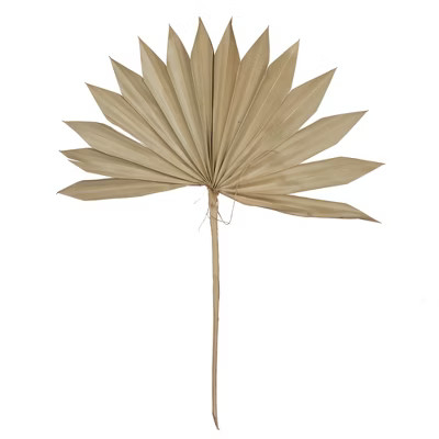 Vickerman Natural Botanicals 30" Natural Dried Super Palm Sun Spear- 12 stem/polybag. Preserved. | Target