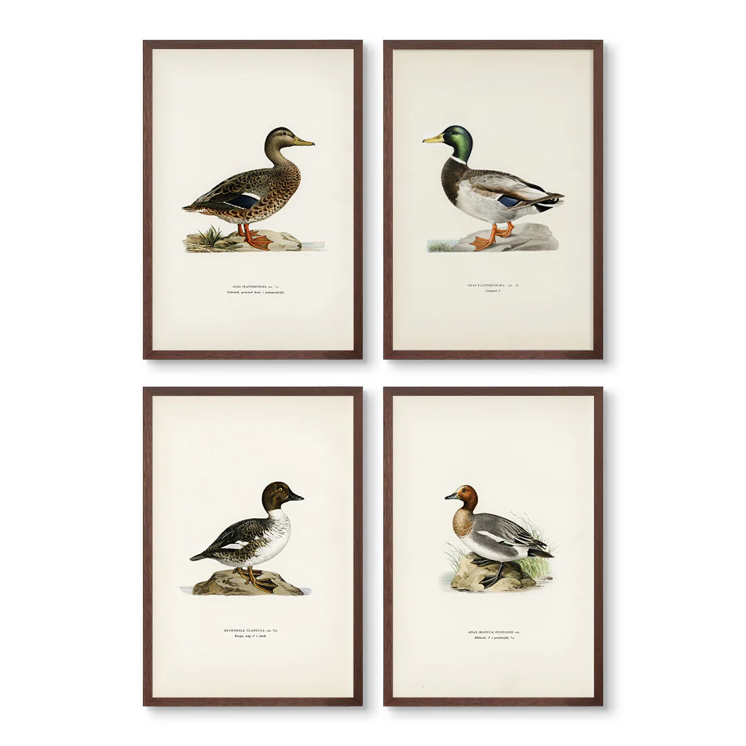 Vintage Ducks Set of 4 Art Prints | Urban Garden Prints