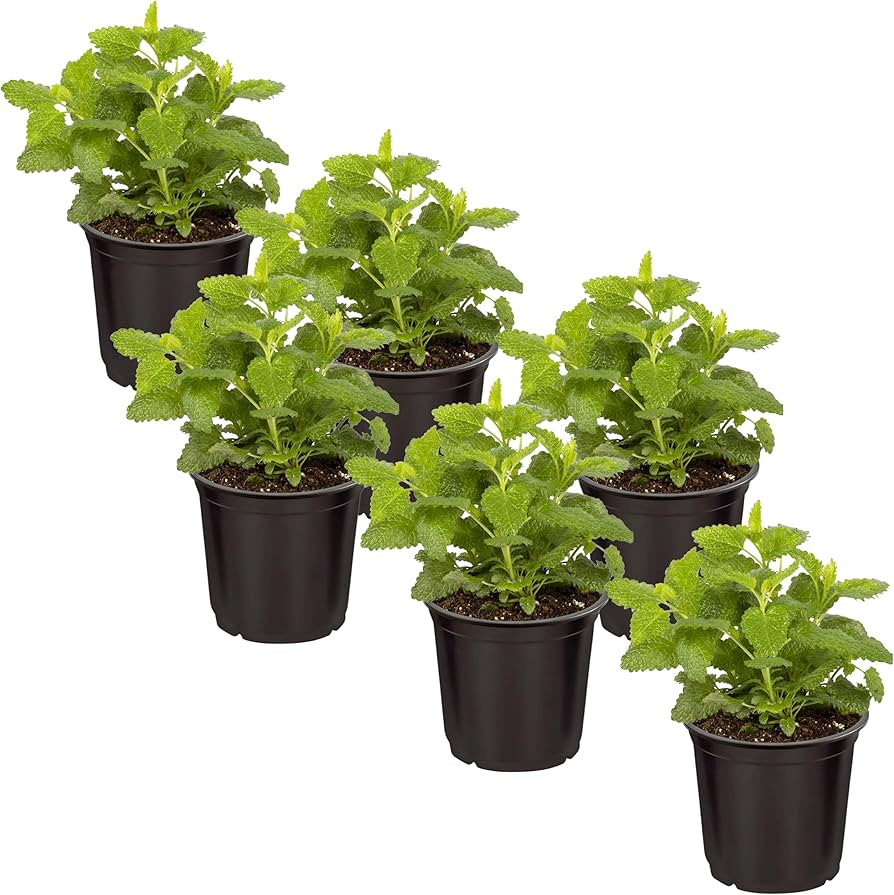 Live Aromatic and Edible Herb - Lemon Balm (6 Per Pack), Naturally Reduces Stress and Improves Ai... | Amazon (US)