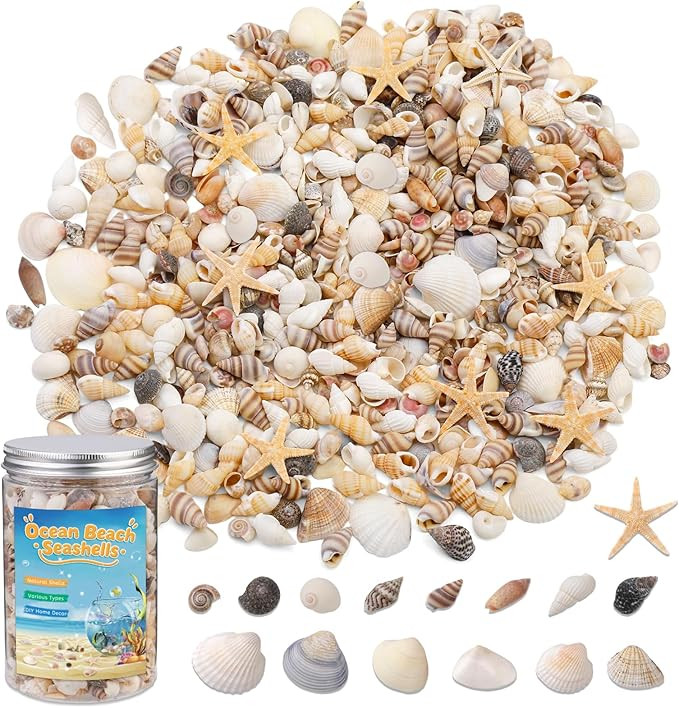 1200 Pcs Tiny Sea Shells, Seashells for Crafts with Small Shells Starfish Mixed Ocean Beach Spira... | Amazon (US)