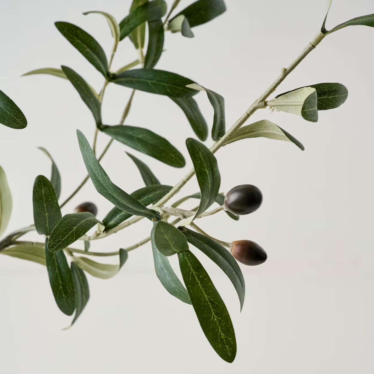 Potted Olive Leaf Tree | Magnolia