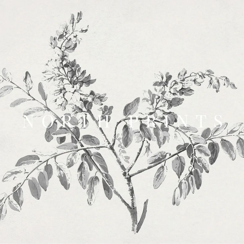 Vintage Branch Sketch  Botanical Drawing PRINTABLE Digital | Etsy | Etsy (US)