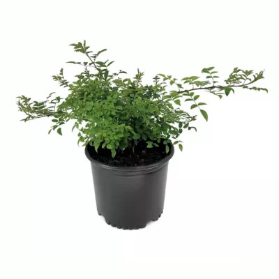 National Plant Network 3 gal. Rose Peggy Martin | Tractor Supply