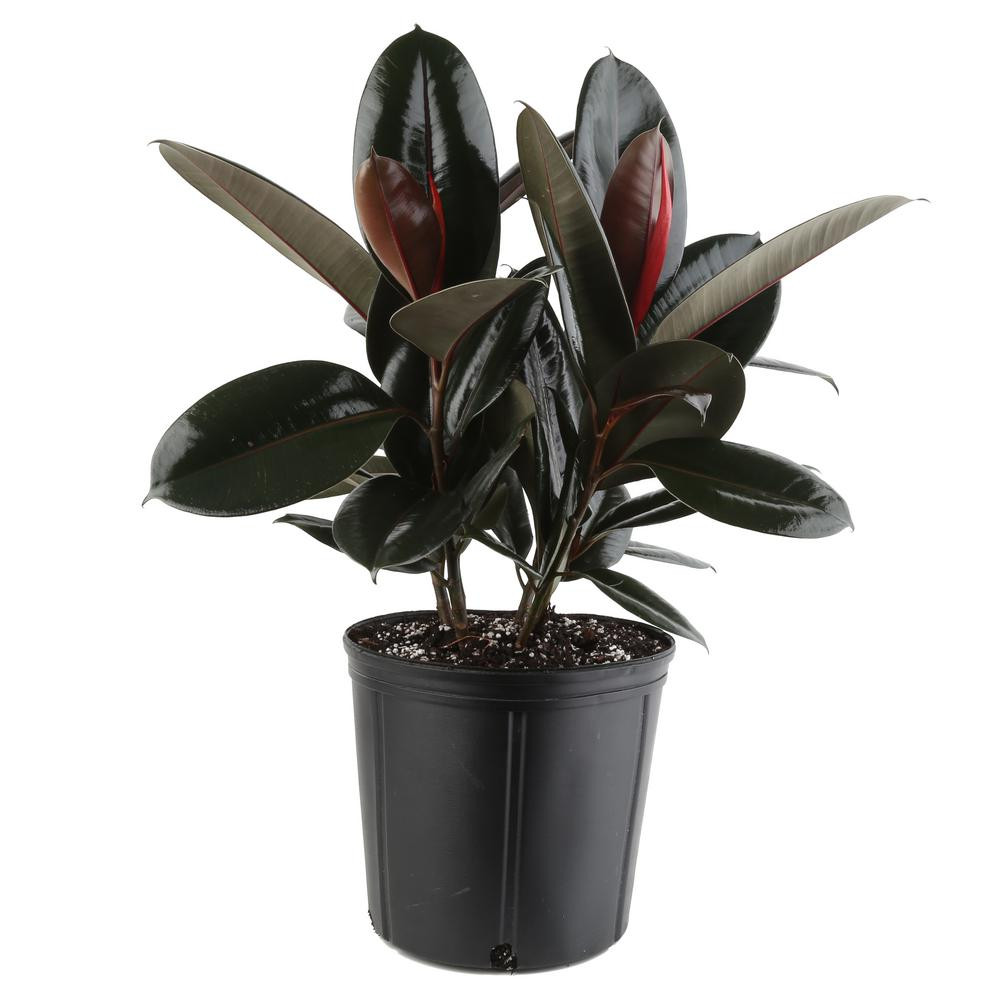 Costa Farms Burgundy Rubber Plant in 8.75 in. Pot-10BURG - The Home Depot | The Home Depot