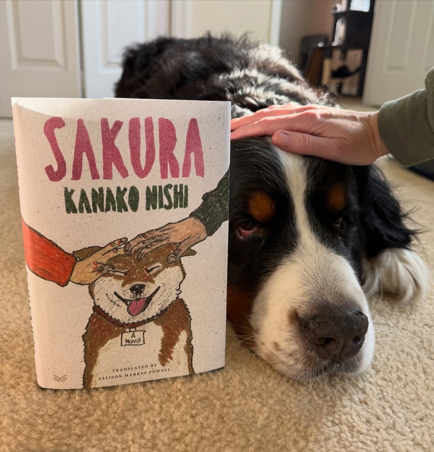 ✨ Book Spotlight ✨
Sakura 
📚By: Kanako Nishi

A tender, bittersweet novel about a family forever changed by tragedy.

When Kaoru returns home after years away, memories of his once-happy childhood resurface—along with the heartbreak that fractured the Hasegawas. As past and present intertwine, the family must confront their grief and learn how to move forward.
At the heart of it all is Sakura, the loyal family dog, whose quiet joy just might hold the key to healing.

Have you ever had a pet or a small moment that helped you through a difficult time?

#SakuraBook #KanakoNishi #FamilyStories #BookstagramReads

Thanks @tlcbooktours for the #gifted copy.