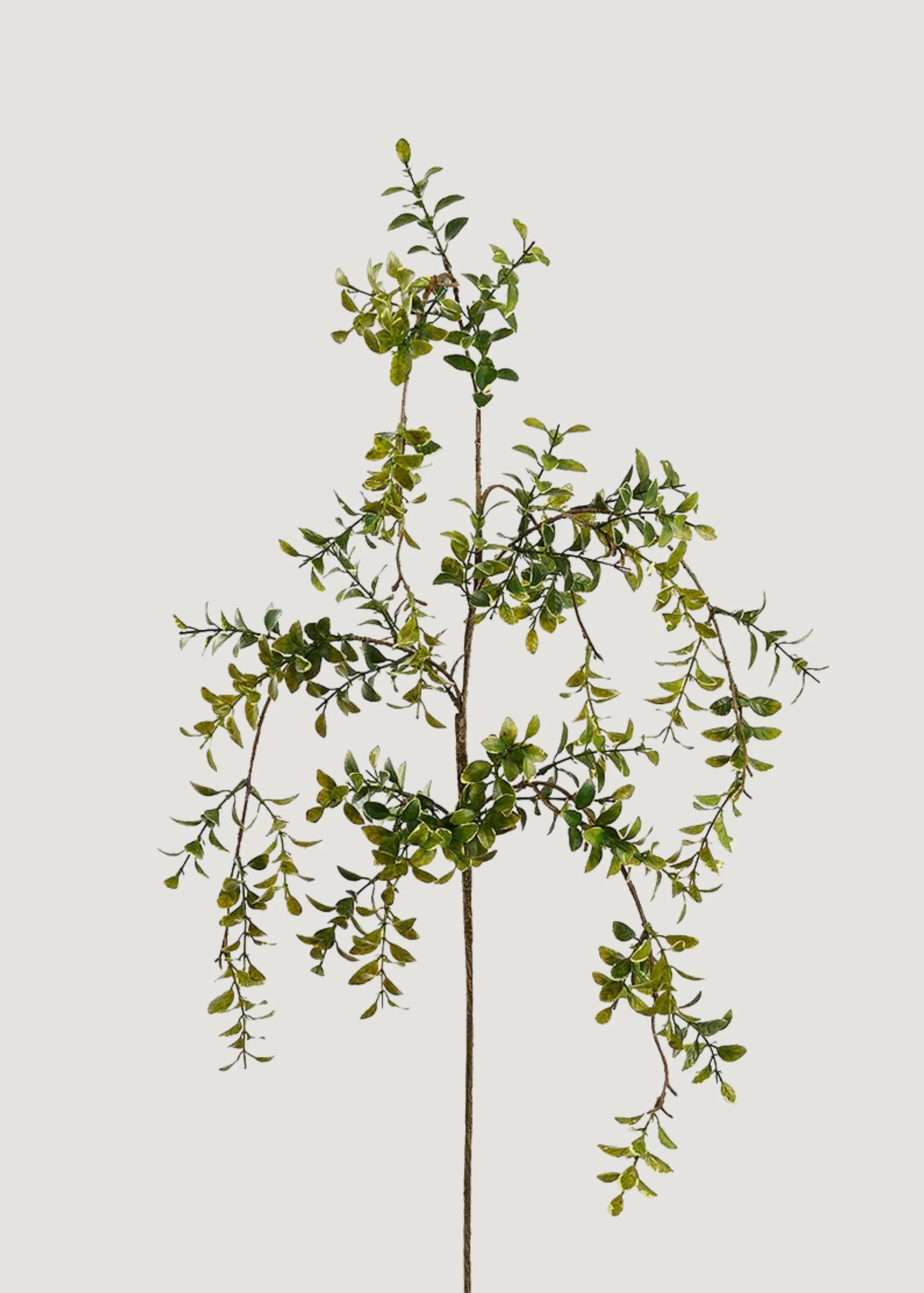 Artificial Hanging Boxwood Leaf Branch - 45" | Afloral