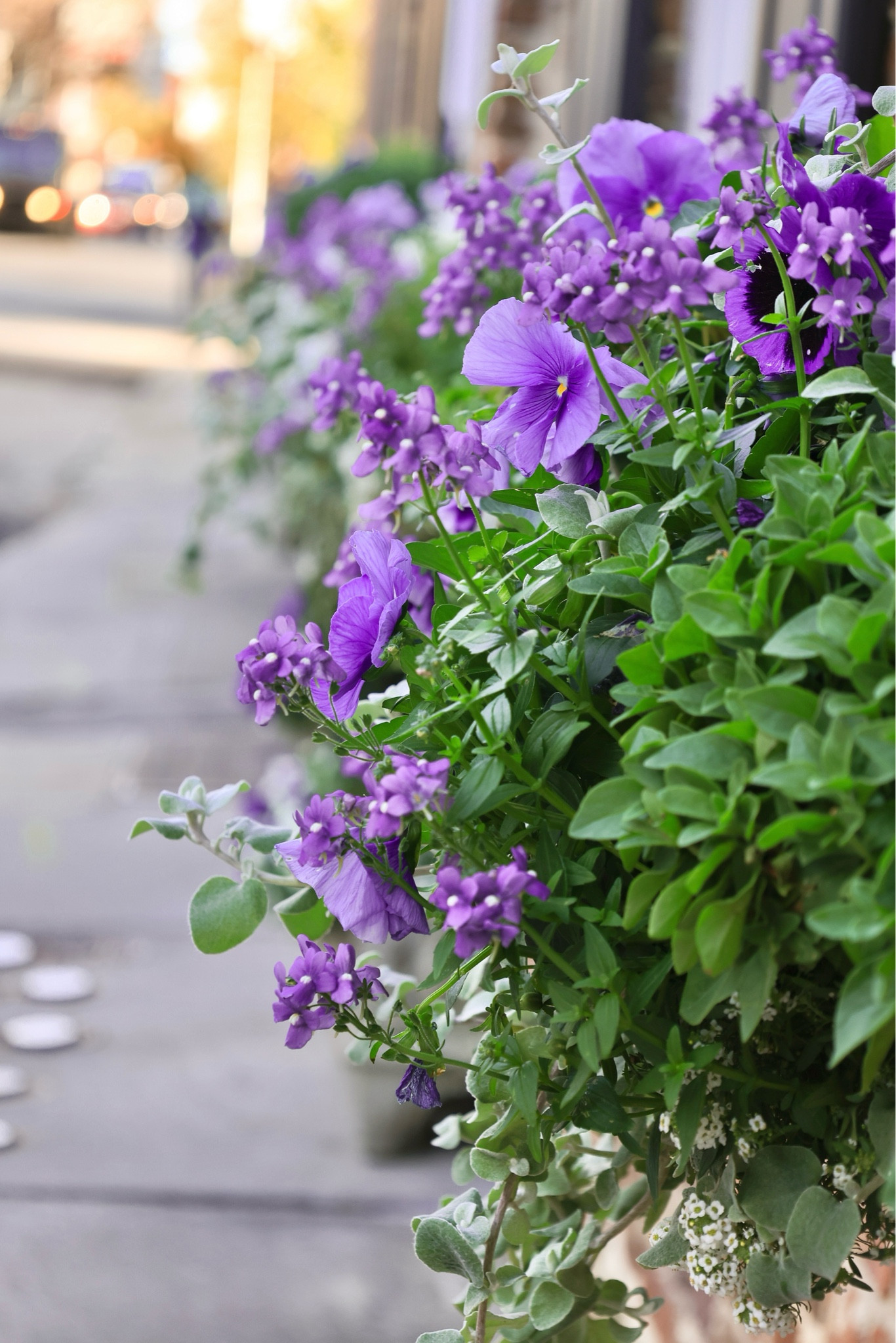 Pansy season……Charleston windowboxes. 