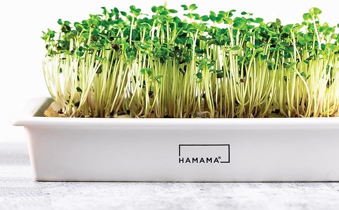 Amazon.com : HAMAMA Home Microgreens Growing Kit - Sprouts Growing Kit, Sprouting Kit - Grow Your... | Amazon (US)