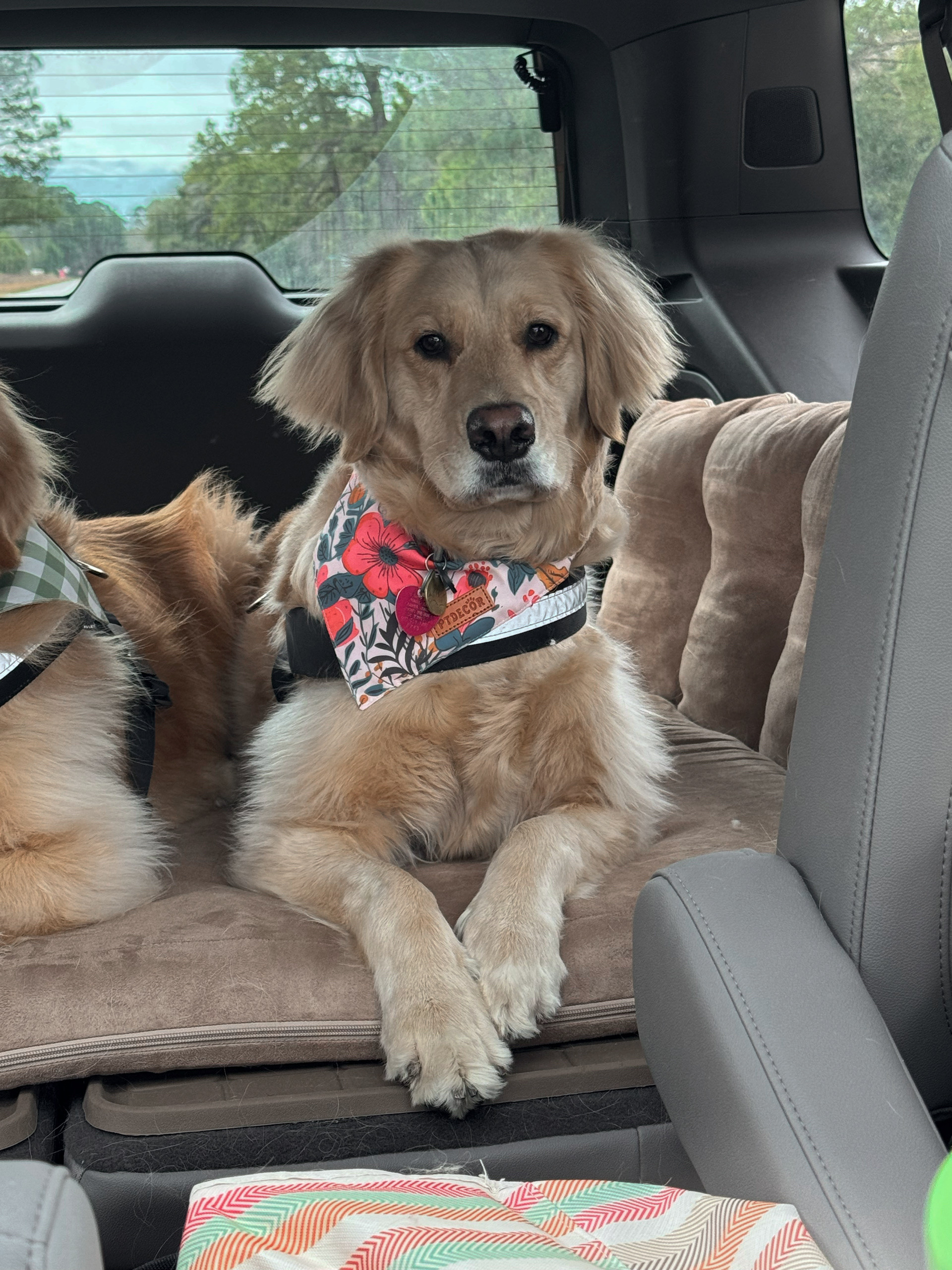 Cutie bandana set for Kolly girl 🤎🌸🐾 SO PRETTY & perfect for spring! 

Dog mom / golden retriever / Amazon finds / florals / Holley Gabrielle / pet essentials 

#LTKFindsUnder50 #LTKSeasonal #LTKPets