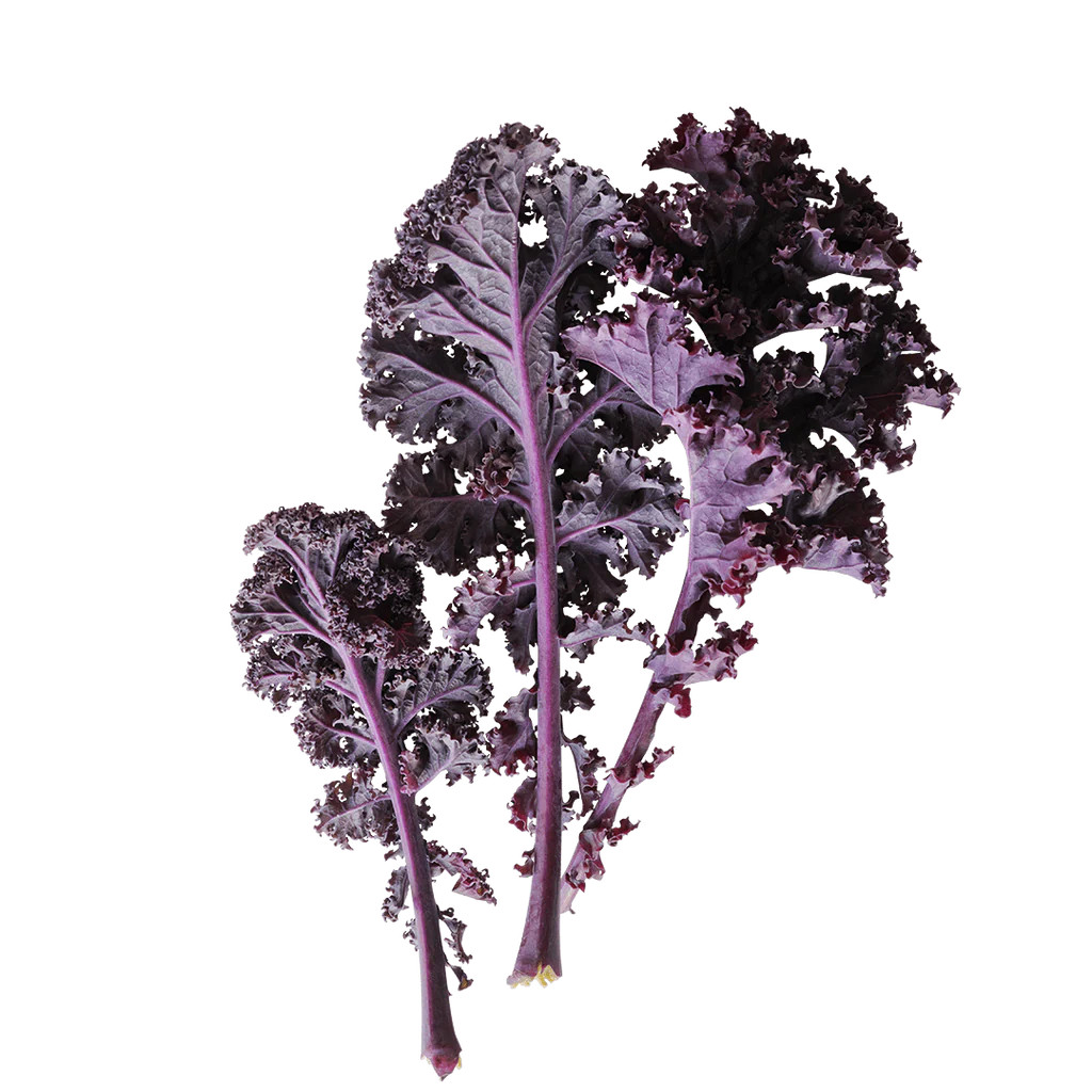 Scarlet Kale | Lettuce Grow