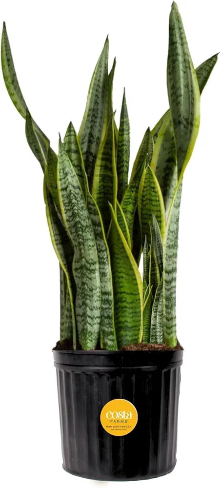 Costa Farms Snake Plant, Live Plant in Plastic Pot, Easy to Maintain, Air Purifying Large Indoor ... | Amazon (US)