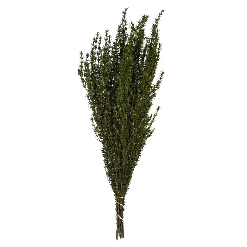 Basil Grabia Bundle | Modern Locke