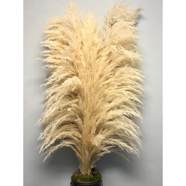 Pampas Grass Stems (Set of 6) | Wayfair North America