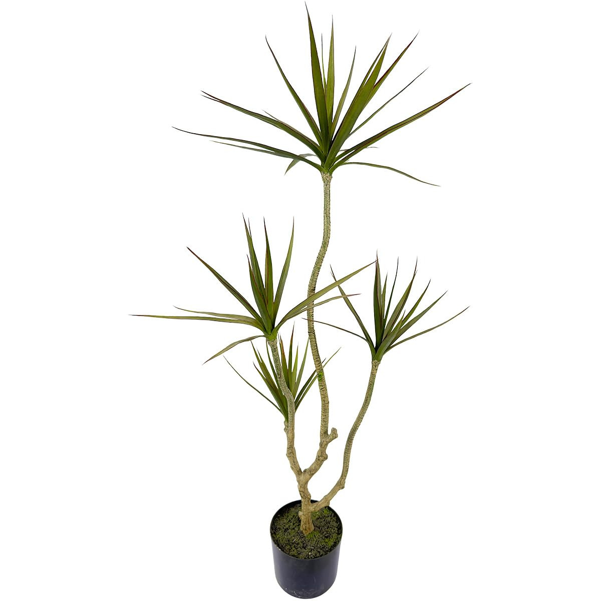 Artificial Dracaena marginata,4ft Tall Fake Plants Artificial Dracaena marginata Plants for Indoo... | Amazon (US)