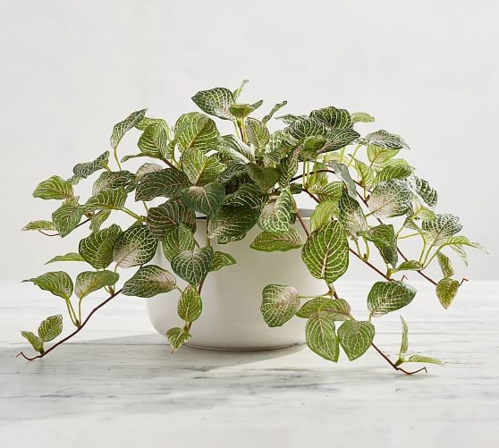 Faux Potted Fittonia Houseplant | Pottery Barn (US)