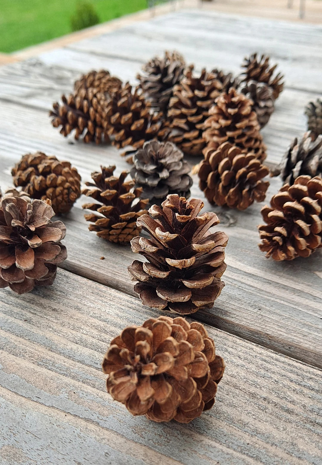 Natural Red Pine Pinecones (pinus Resinosa). A Set of 20 Small Cones - Etsy | Etsy (US)