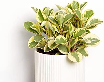 Greendigs Peperomia Plant in White Ceramic Fluted 5-Inch Pot - Pet-Friendly Houseplant, Pre-potted w | Amazon (US)