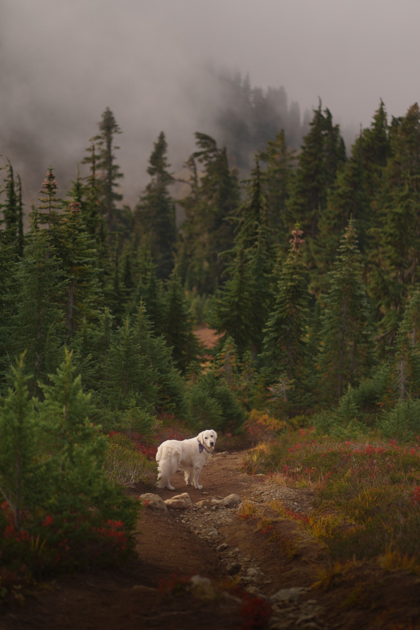 Nash’s rescue sling — Ruffwear BackTrak Dog Evac Kit

#LTKActive