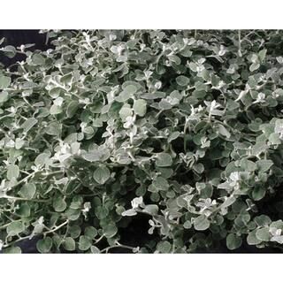PROVEN WINNERS 4-Pack, 4.25 in. Grande White Licorice (Helichrysum) Live Plant Silver-White Folia... | The Home Depot