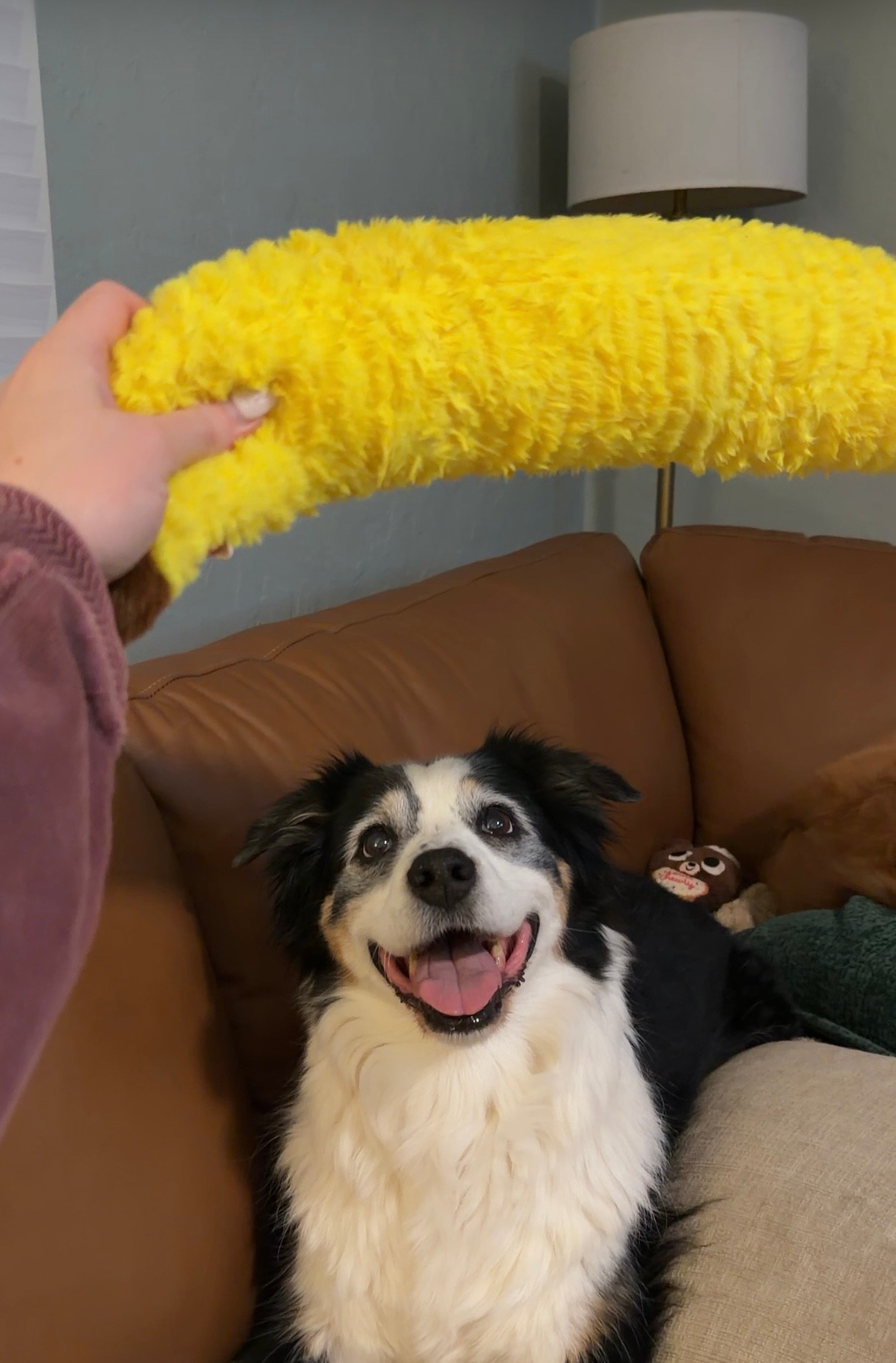 PSA to get your dog the banana squeaky toy. 



#LTKdayinmylife #LTKHome