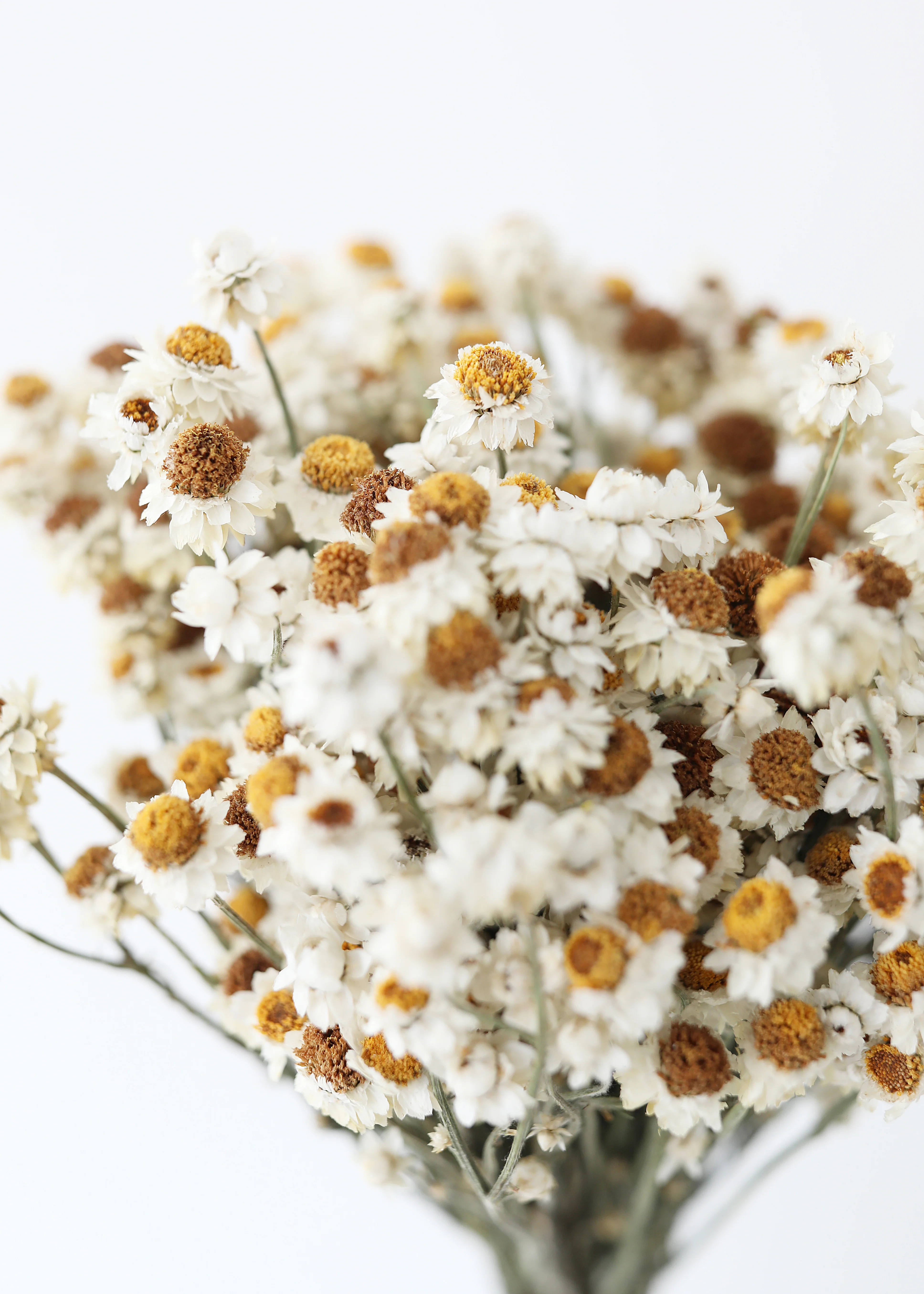 Natural White Dried Ammobium Flowers - 4 oz Bunch | Afloral