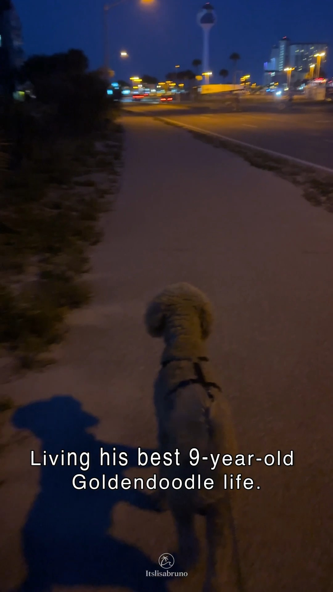 Senior dog moms understand this kind of fear. 🐾💙

Our beach staycation took an unexpected turn when Teddy, my 9-year-old Goldendoodle, suddenly refused to put weight on one of his back legs. He couldn’t get up on his own and wouldn’t walk for almost 24 hours.

Thankfully, with my medical background, I felt comfortable monitoring him closely, and he gradually recovered. It was a scary reminder that our dogs are getting older and that supporting their joint health is something I don’t want to overlook.

I had just ordered glucosamine supplements for both Teddy and my sweet 16-year-old Emma from @Chewy , and I’m so glad I did. Chewy makes it easy to find everything my pets need in one place, and their shipping is always incredibly fast.

These clips are from the happy moments before everything changed—and seeing Teddy back to himself reminds me not to take those moments for granted. ❤️🐶

Shop my senior dog favorites below.

#Ad #Chewy #SeniorDog #Goldendoodle #DogMom #SeniorDogs #PetCare #JointHealth #Chewy

#LTKActive #LTKTravel #LTKdayinmylife