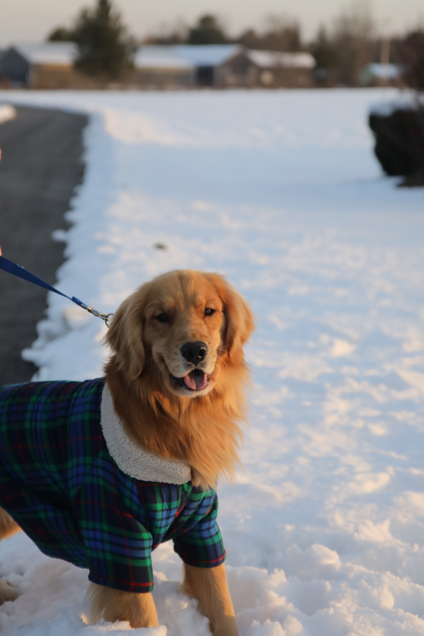 This blue is so pretty in the snow❄️🤍

#LTKSeasonal #LTKHoliday #LTKGiftGuide